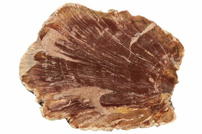 Unusual Petrified Wood Slab From Madagascar - Rare! #235403